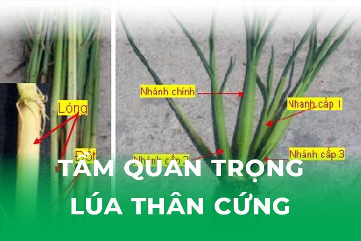 Tầm Quan Trọng Lúa Thân Cứng