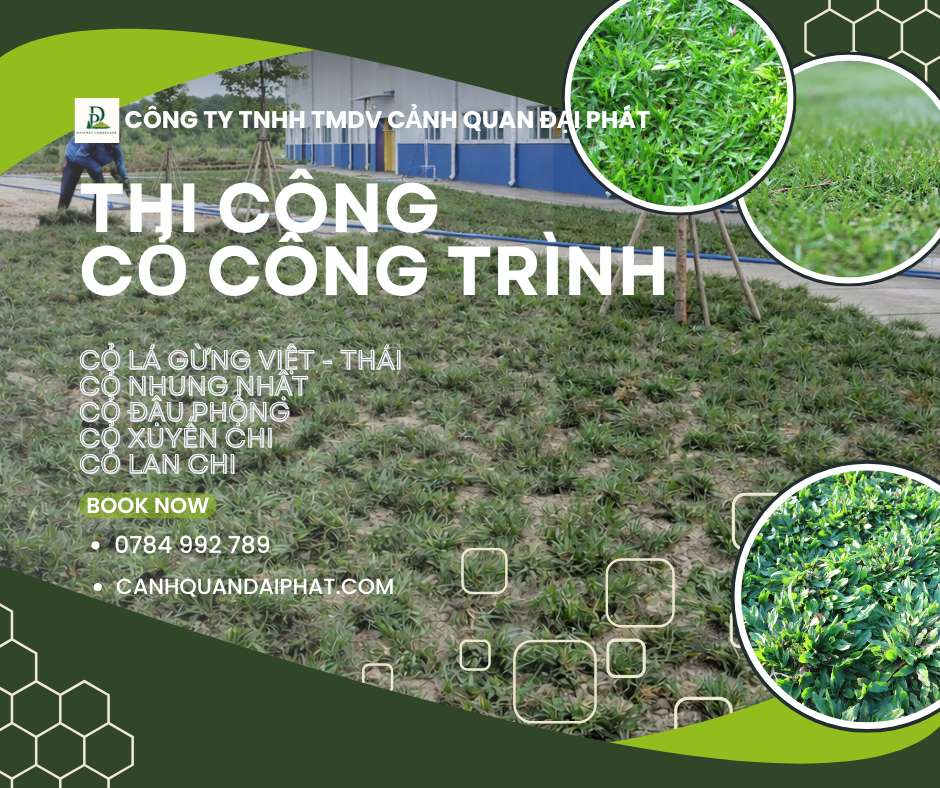 thi công cỏ công trình nhà máy nhà xưởng Đồng Nai 3.jpg