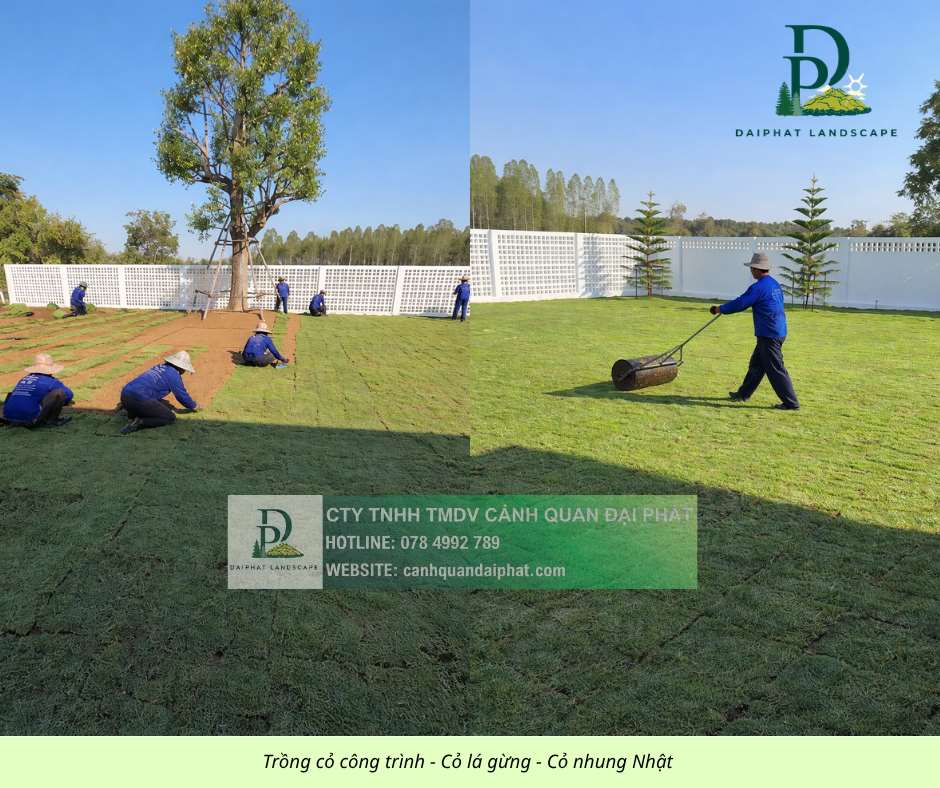Trồng thảm cỏ công trình Đồng Nai  290326 2.jpg