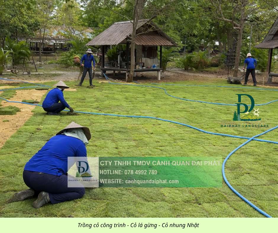 Trồng thảm cỏ công trình Đồng Nai  290326 3.jpg