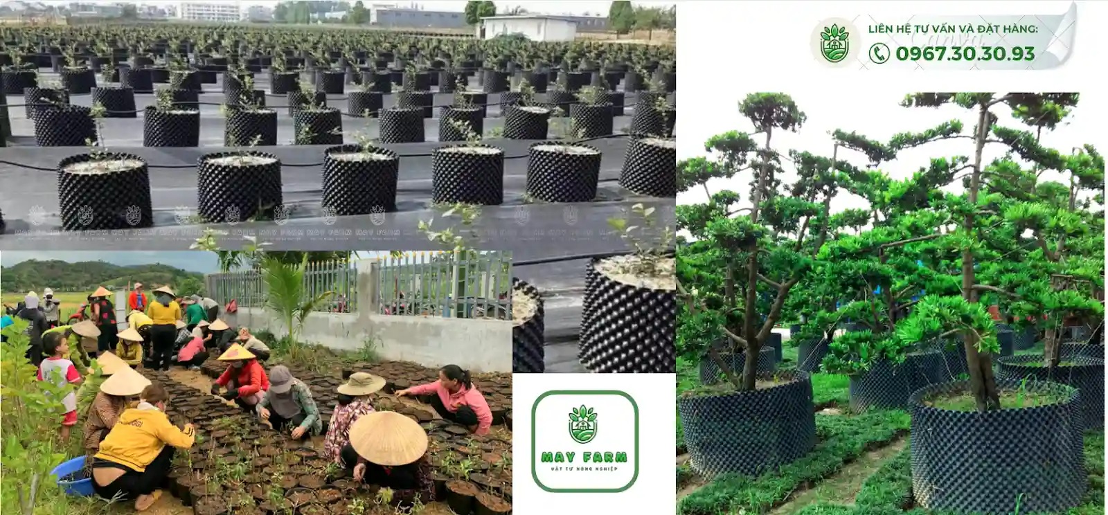 w3w84noy0o8ig7wa0os1rhdtlqdg_bau-uom-cay-thong-minh-1-compressed.jpg
