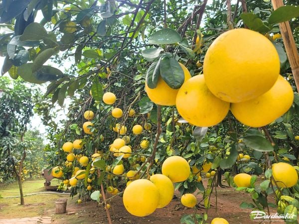 CÂY GIỐNG BƯỞI DIỄN GHÉP