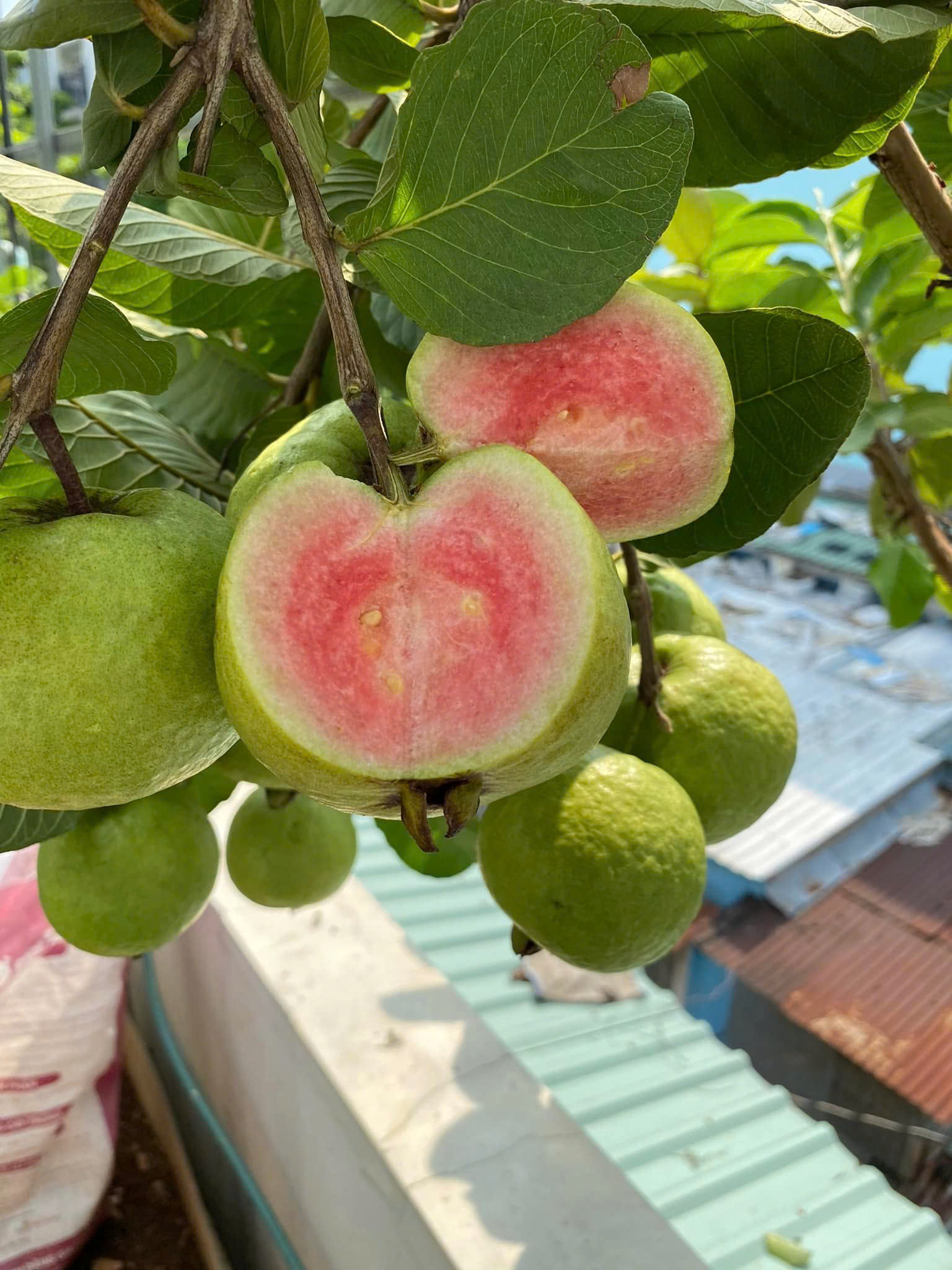 CÂY GIỐNG ỔI TRÂN CHÂU RUỘT ĐỎ
