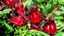 atiso đỏ có tác dụng gì.jpg