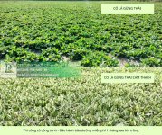 thi công cỏ cây xanh công trình Đồng Nai, Bình Dương, TPHCM, Bà Rịa Vũng Tàu 3.jpg